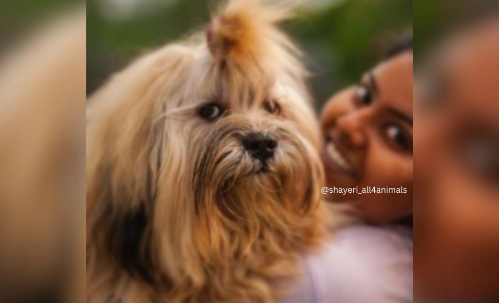 golden lhasa apso