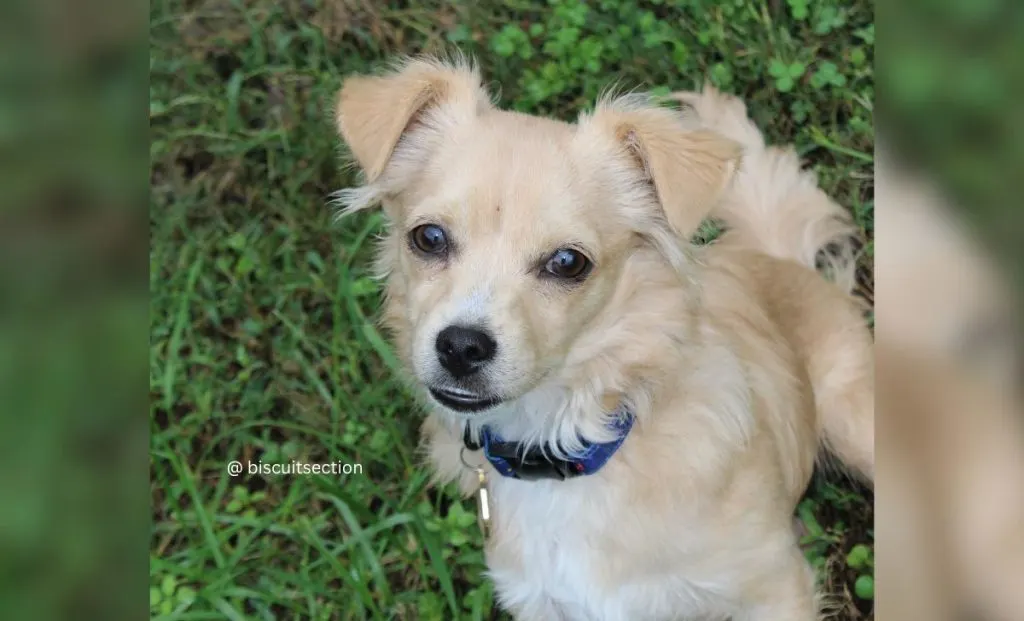 Chihuahua x Golden Retriever