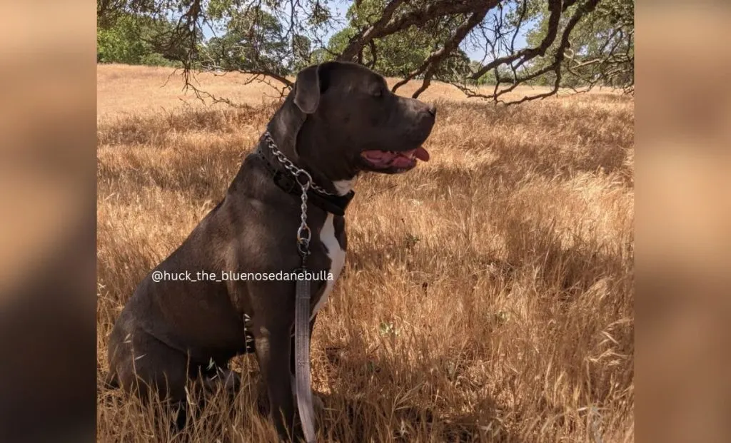 great dane x pitbull mix