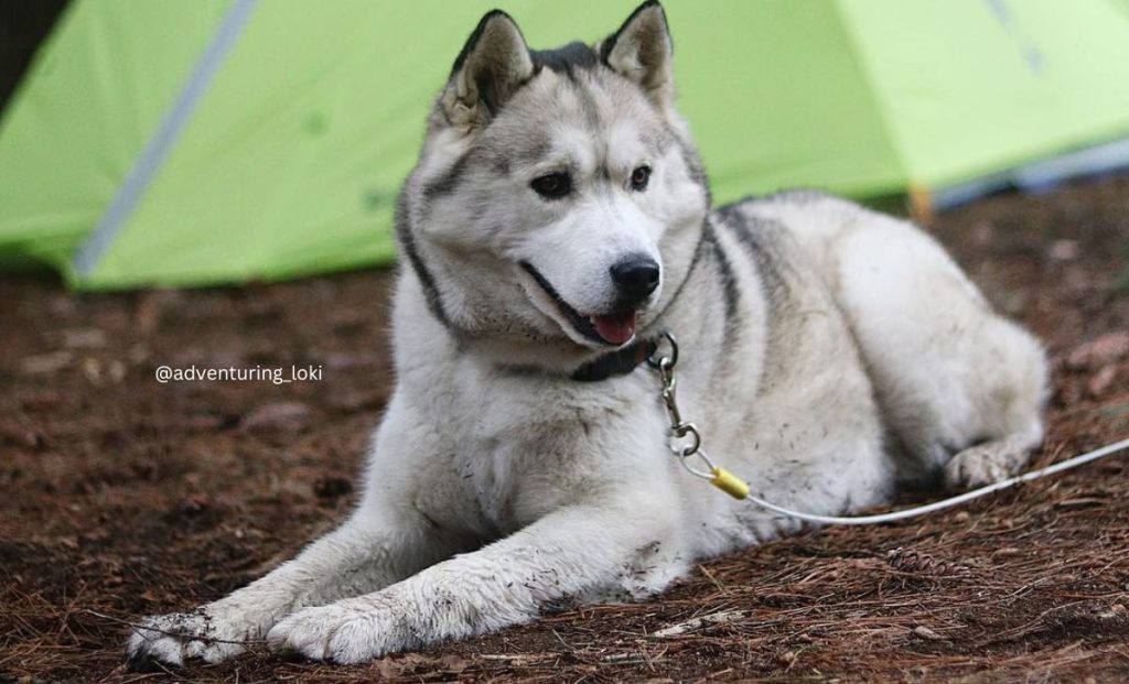 grey and white husky