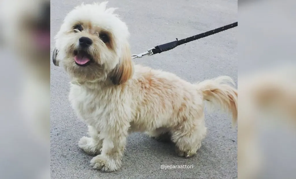 Chihuahua x Havanese