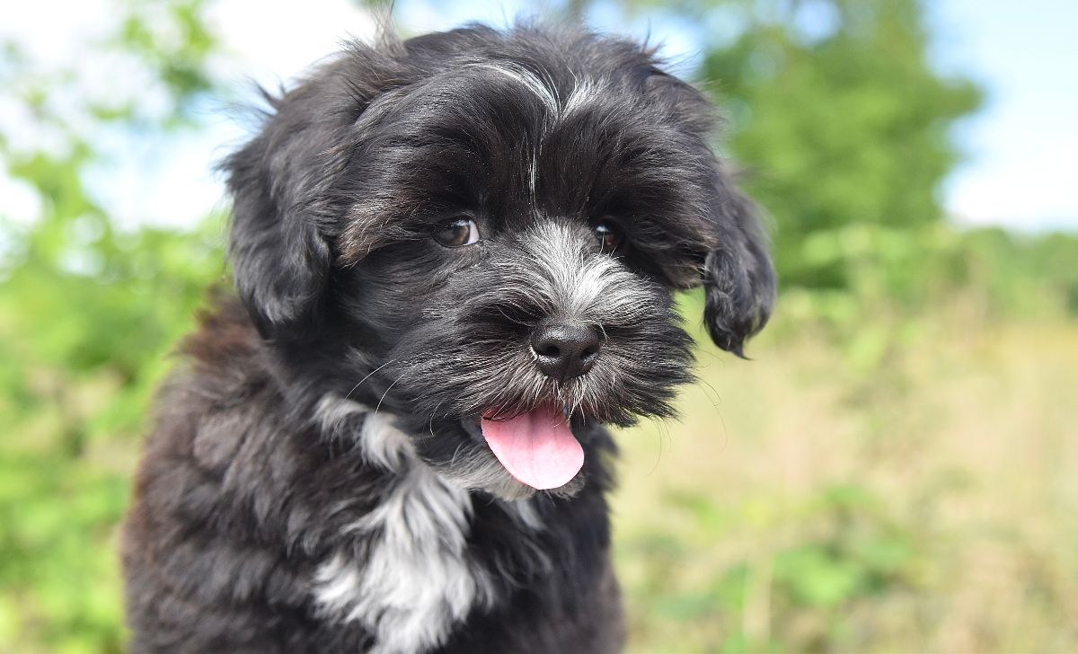 Merle havanese best sale