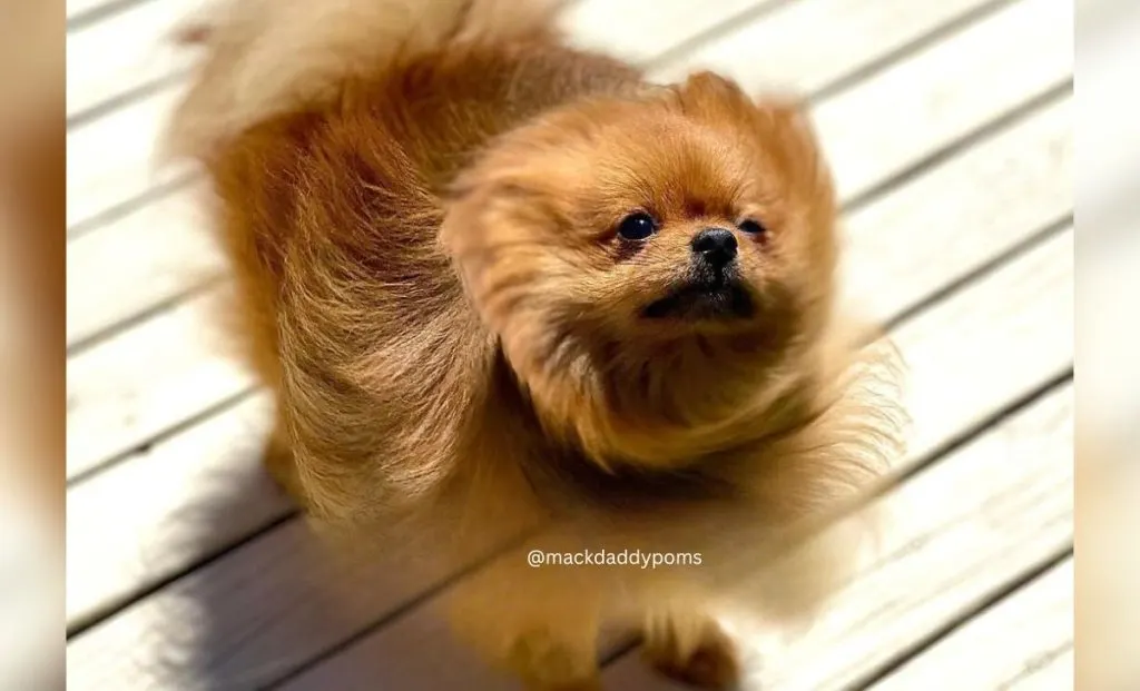 heavy Orange sable pomeranian color