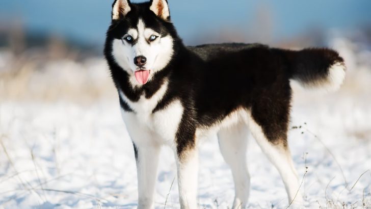 14 Beautiful Husky Colors And All The Info About Them (With Pictures)