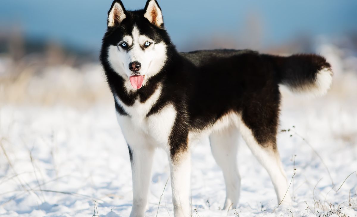 husky colors