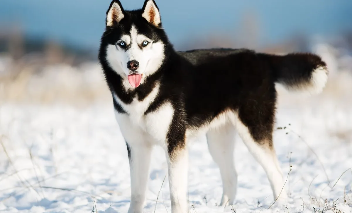 husky colors