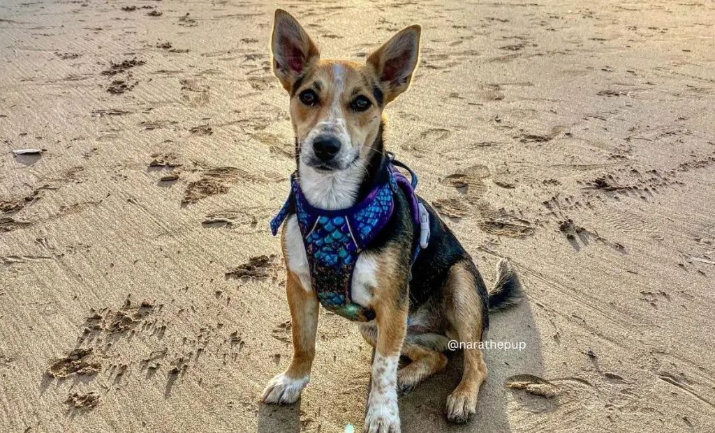 Corgi Jack Russel Mix 