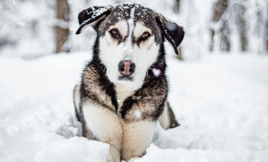 labrador husky