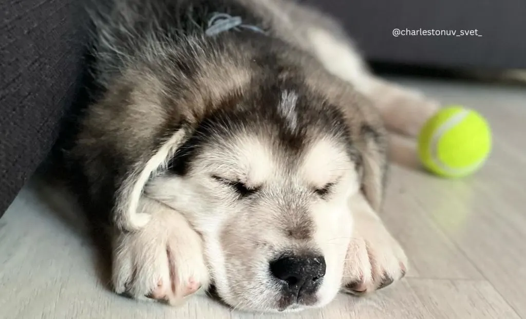 labrador alaskan malamute