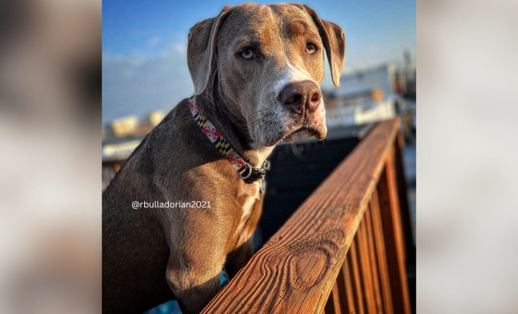 labrador bulldog