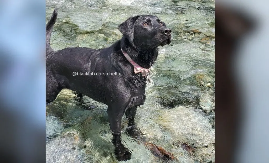 labrador cane corso