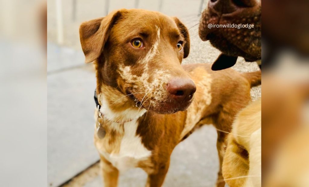 labrador catahoula