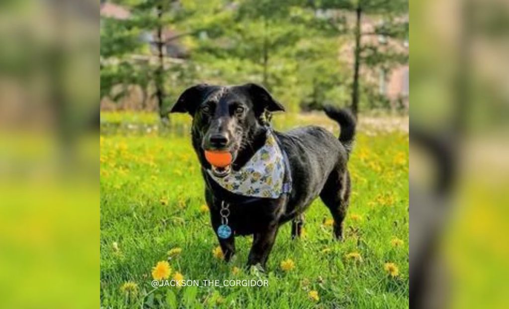 Corgi Labrador Retriever Mix- Corgi Lab Mix Or The Corgidor 