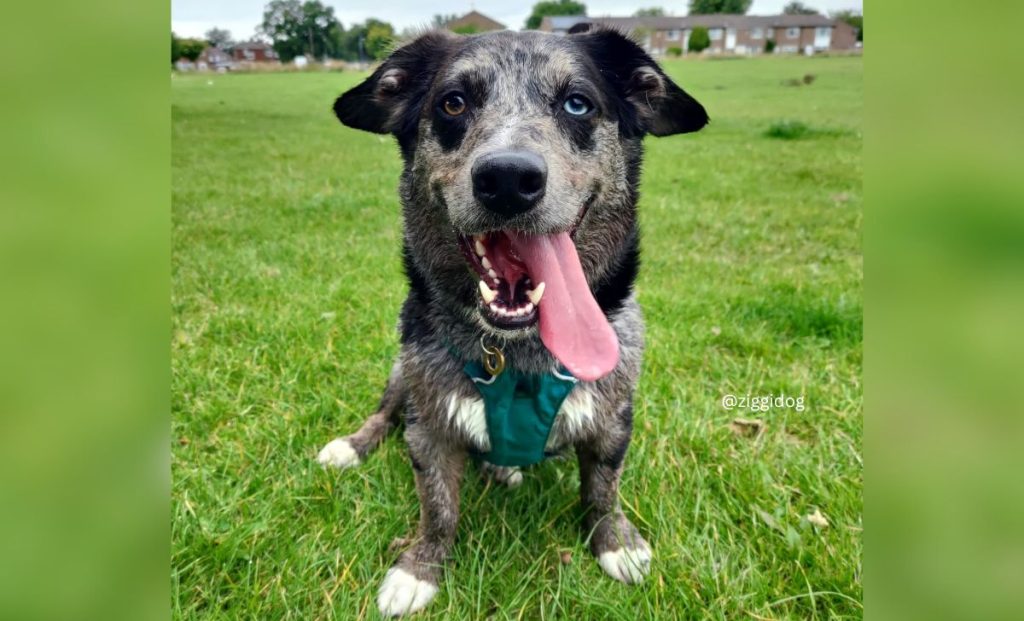 labrador corgi