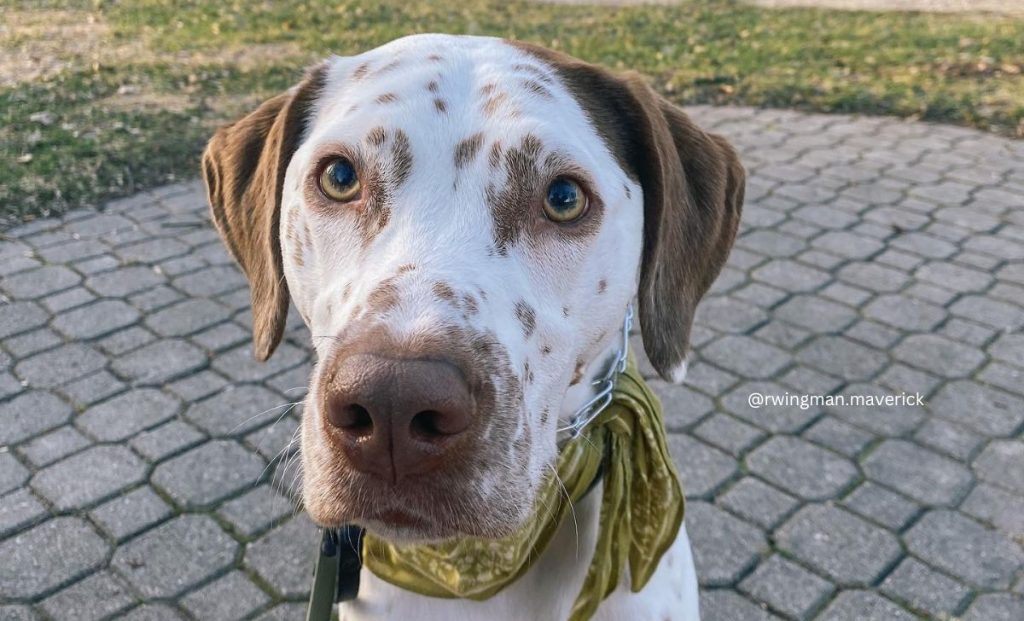 labrador dalmatian