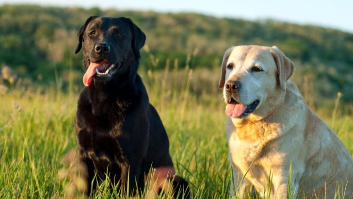 41 Labrador Retriever Mixes For Families (With Pictures)