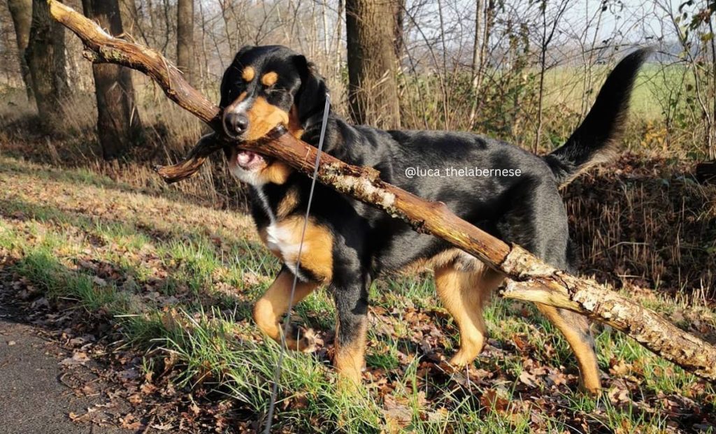 labrador bernese