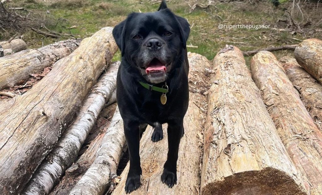 labrador pug