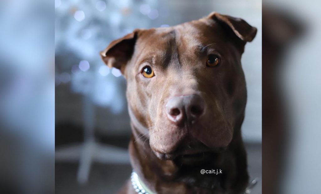 labrador shar pei