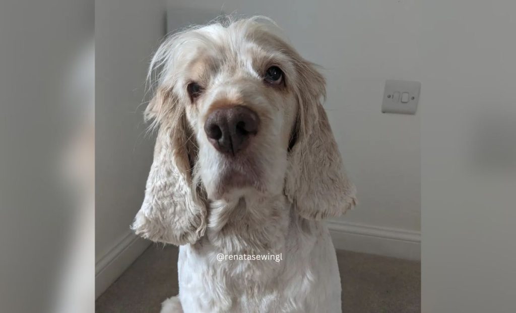 lemon and roan cocker spaniel color