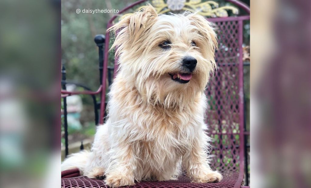 Chihuahua x Lhasa Apso