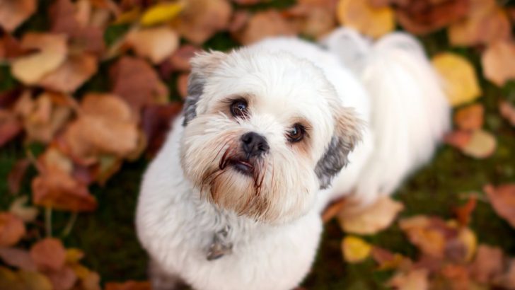 13 Lhasa Apso Colors For All The Dog Lovers (With Pictures)