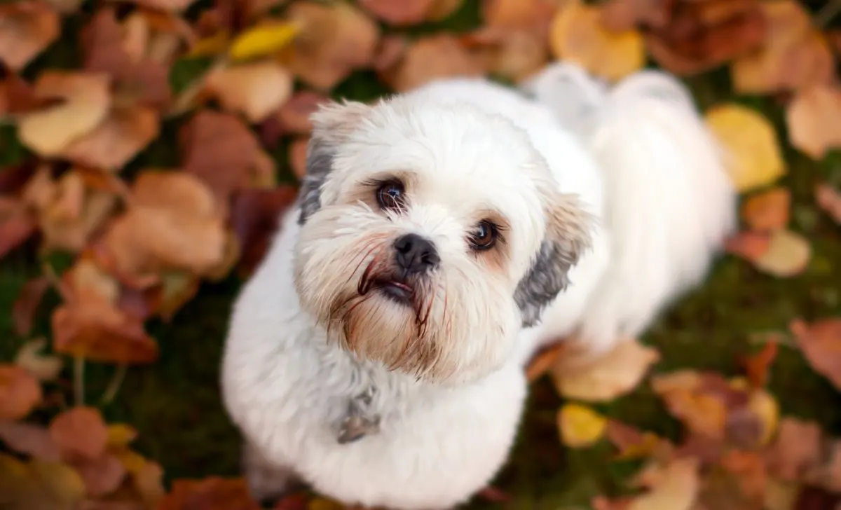 lhasa apso colors