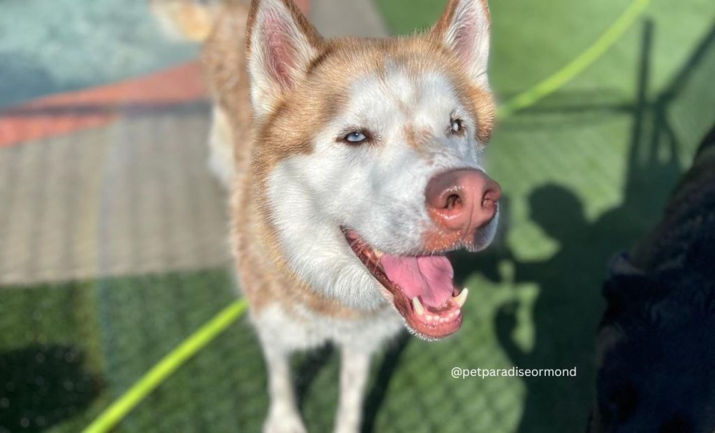 ligth red and white husky