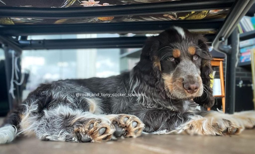 liver roan and tan cocker spaniel color