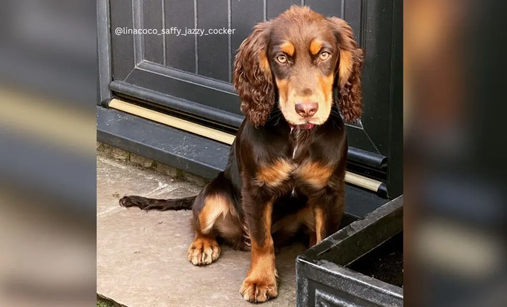 liver and tan cocker spaniel color