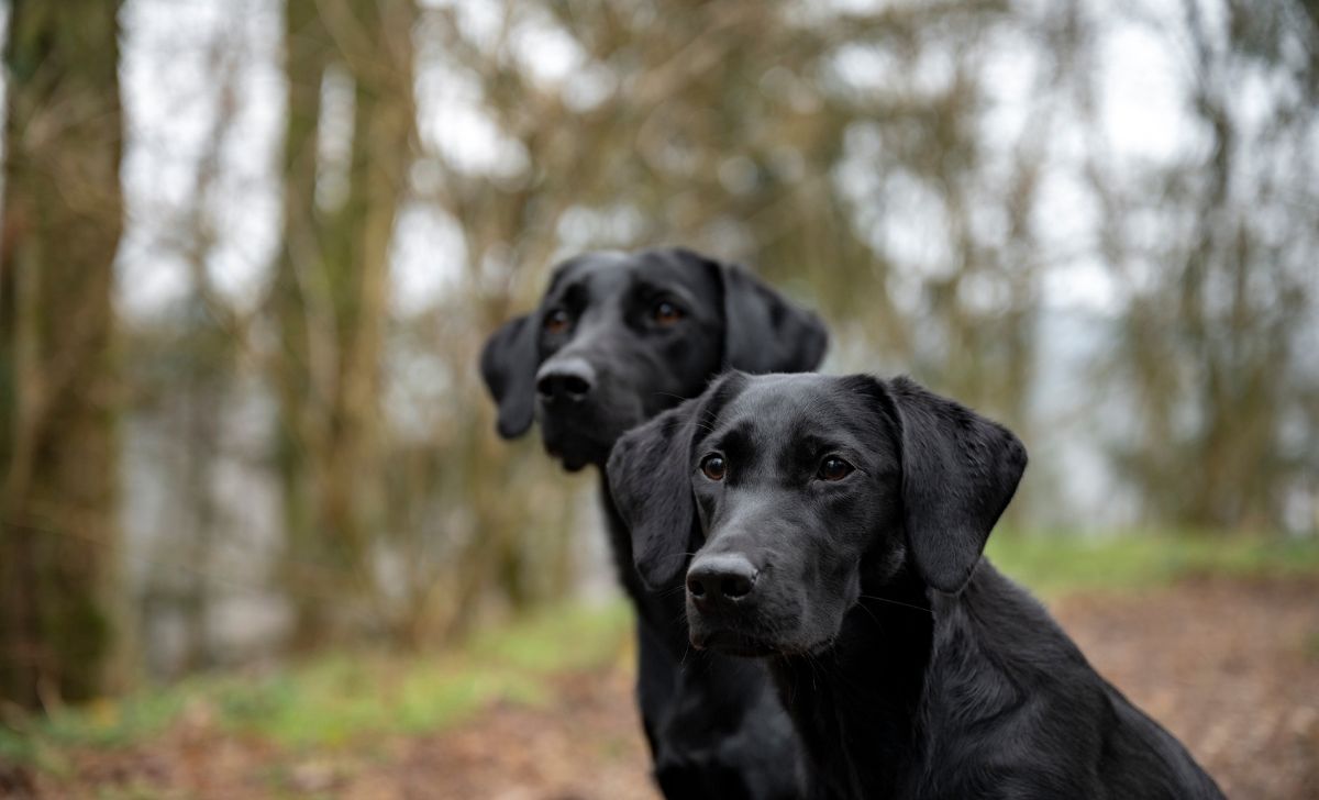 are female labradors calmer than males