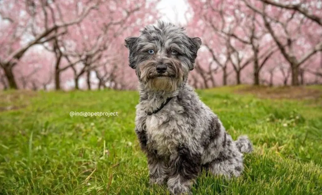 merle havanese