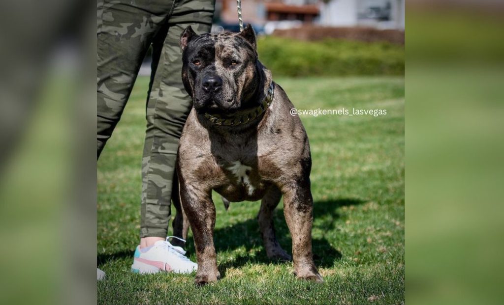 Melre pit bull