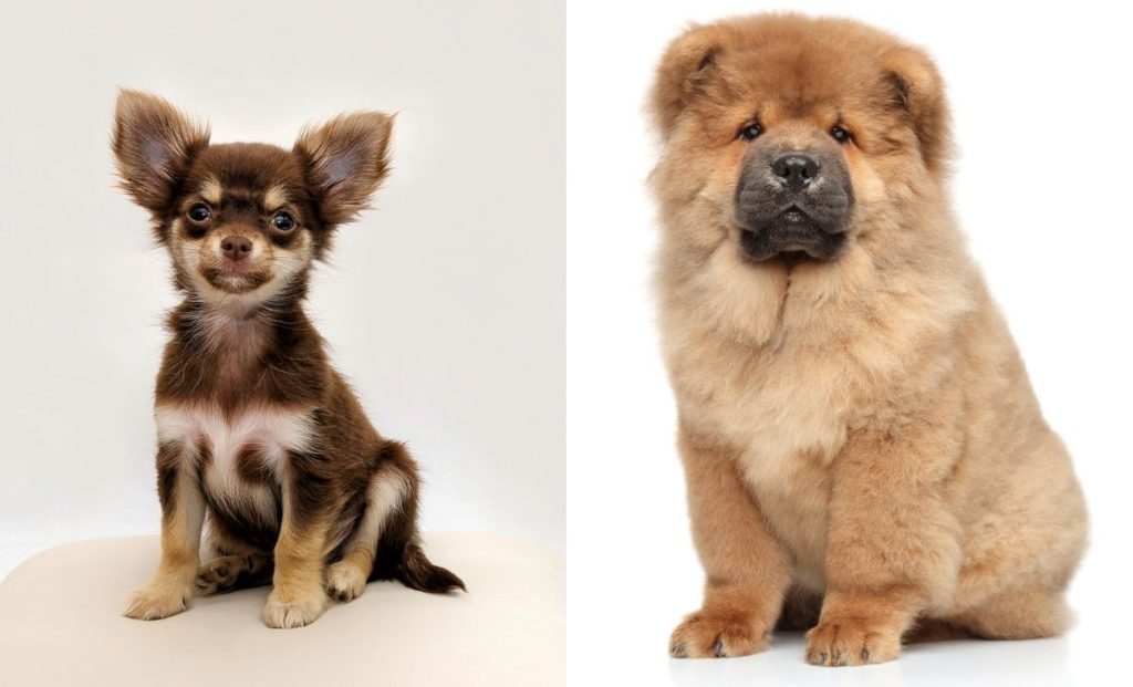 Chihuahua x Chow Chow