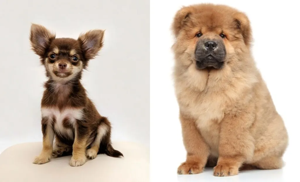 Chow chow and chihuahua hotsell