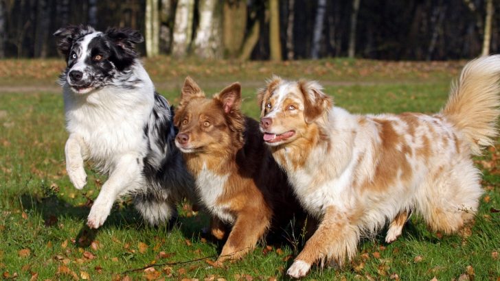 37 Australian Shepherd Mixes You Just Have To See