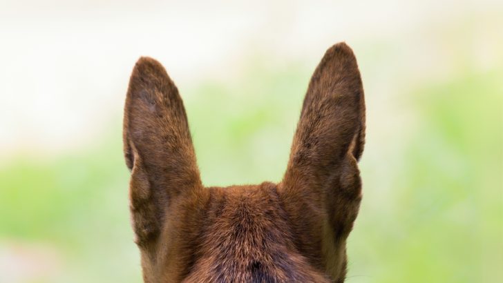 4 Reasons Why Do People Crop Dogs’ Ears, And Is It Ok To Do