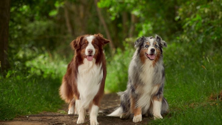 Australian shepherd color genetics best sale