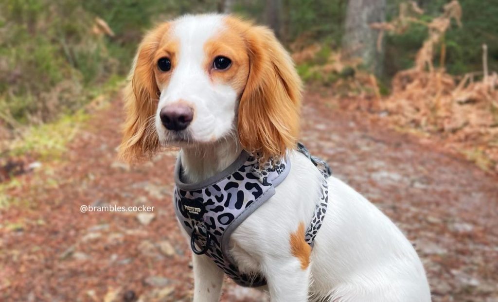 orange and white cocker spaniel color