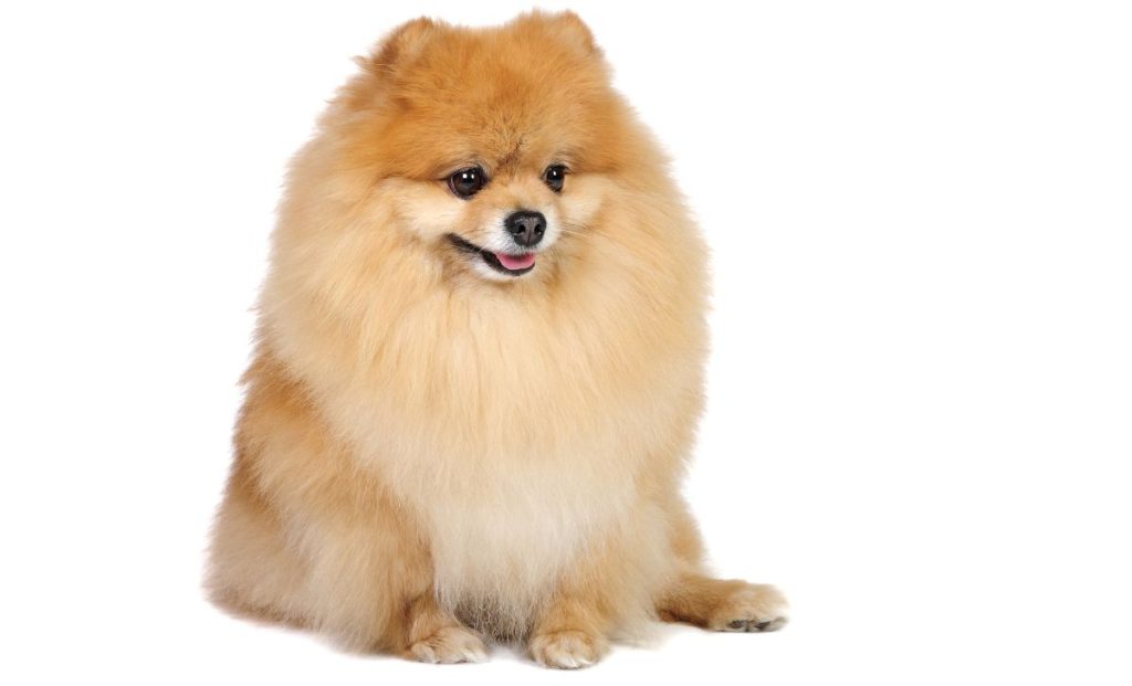 orange pomeranian color
