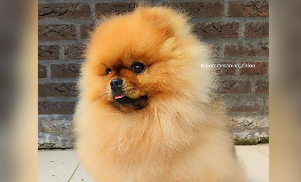 orange sable pomeranian color