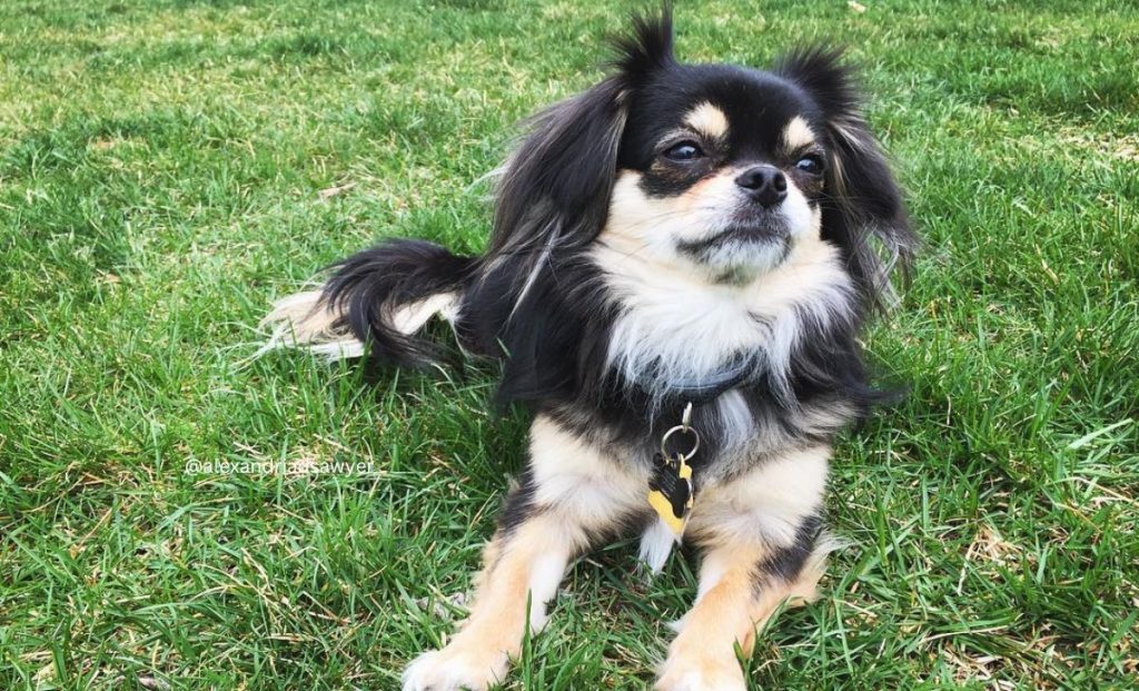 Chihuahua pekingese