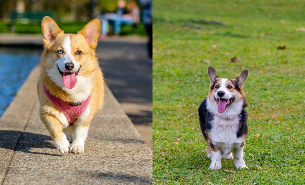 pembroke welsh corgi vs cardigan welsh corgi