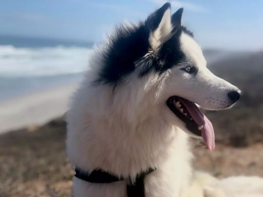 piebald husky