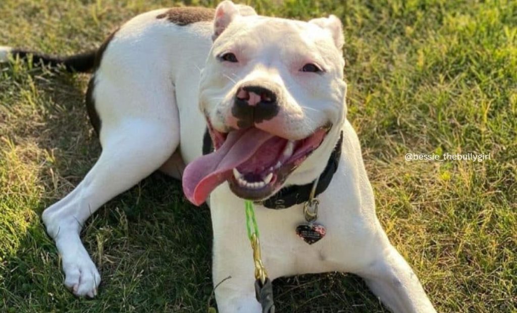 Piebald Pitbull