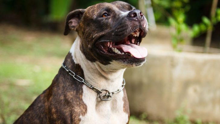 35 Pitbull Colors You’ll Fall In Love With (With Pictures)