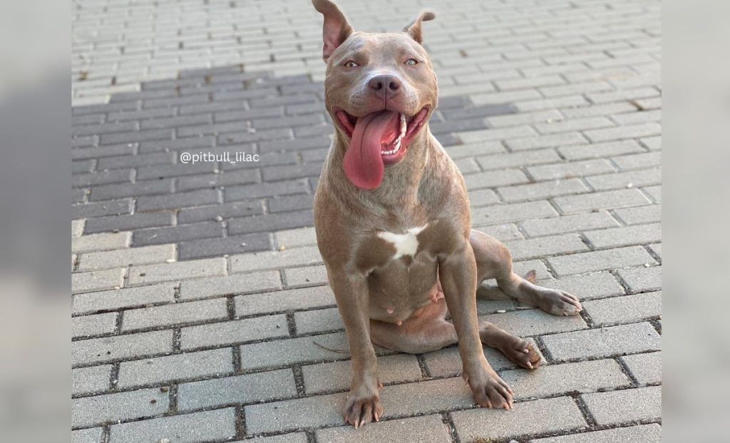 Lilac Pitbull 