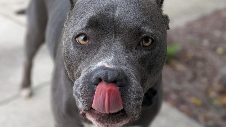 33 Pitbull Mixes That Fit Various Lifestyles (With Pictures)
