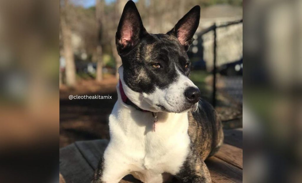 pitbull x akita inu mix