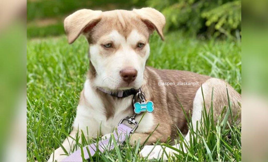 Pitbull Alaskan Malamute Mix 